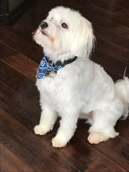 Entry image for Robbie. Clicking this image will show a larger photo