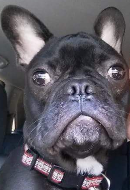 Entry image for Bentley . Clicking this image will show a larger photo