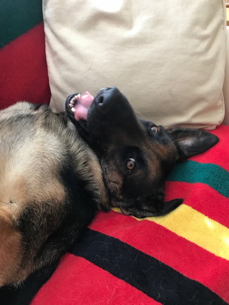 Entry image for Bella. Clicking this image will show a larger photo