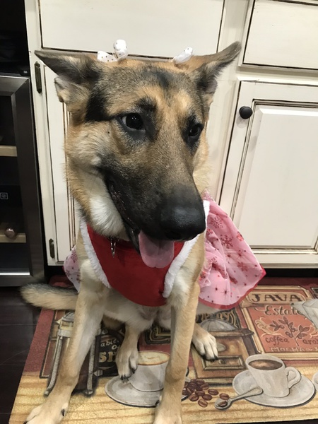 Entry image for Savannah. Clicking this image will show a larger photo