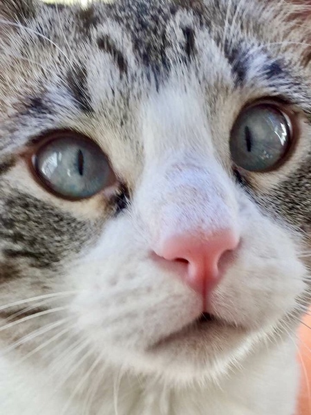 Entry image for Alphie. Clicking this image will show a larger photo