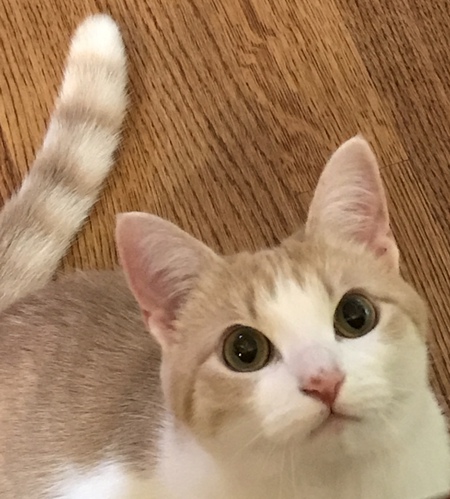 Entry image for Honeysuckle . Clicking this image will show a larger photo