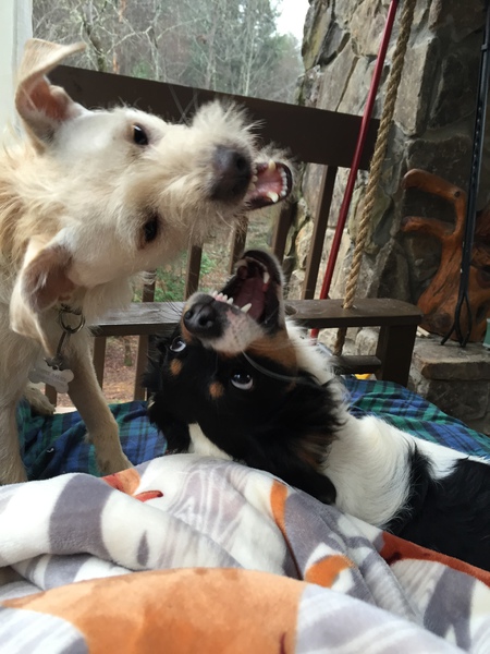 Entry image for Cooper (white) and Barkley (black & white) - Play Time. Clicking this image will show a larger photo
