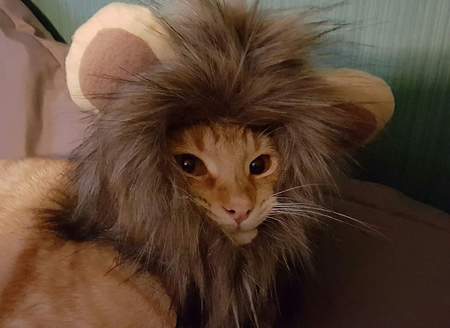 Entry image for Garfield. Clicking this image will show a larger photo