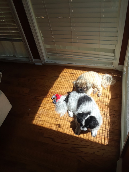 Entry image for Biscuit & Beau. Clicking this image will show a larger photo