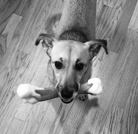 Entry image for Bella. Clicking this image will show a larger photo