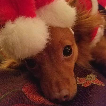 Entry image for Dixie. Clicking this image will show a larger photo