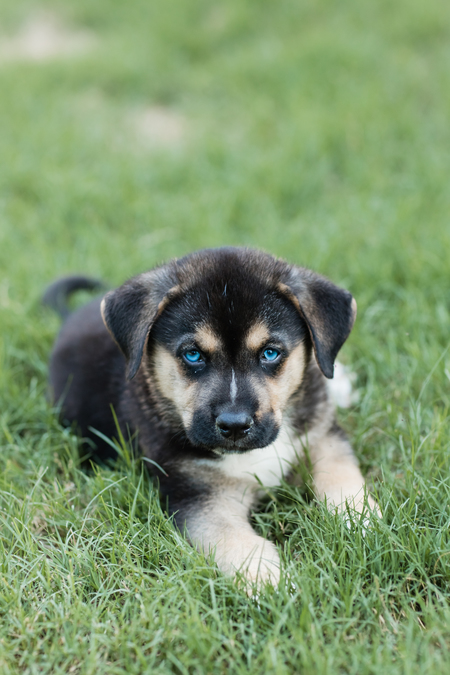 Entry image for Milo. Clicking this image will show a larger photo