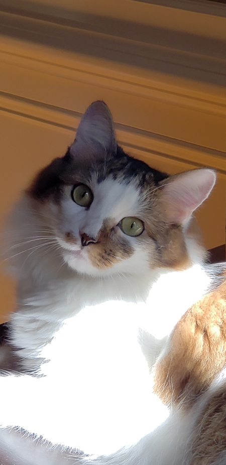 Entry image for Gouda Cheese. Clicking this image will show a larger photo