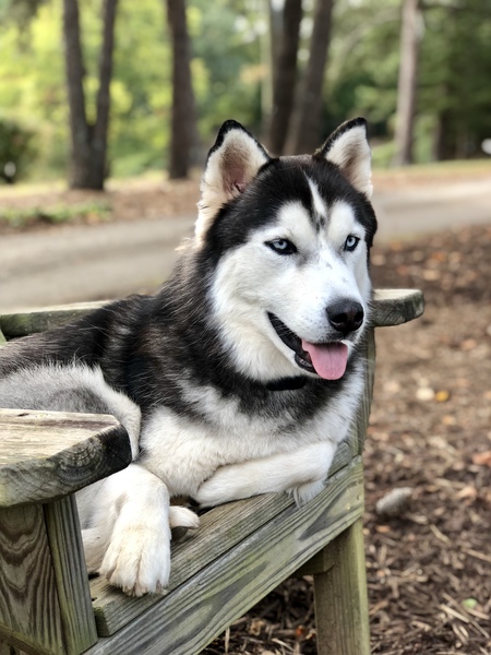 Entry image for Leo. Clicking this image will show a larger photo