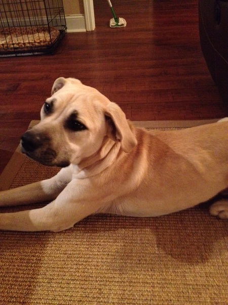 Entry image for Max. Clicking this image will show a larger photo