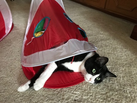 Entry image for Bella . Clicking this image will show a larger photo