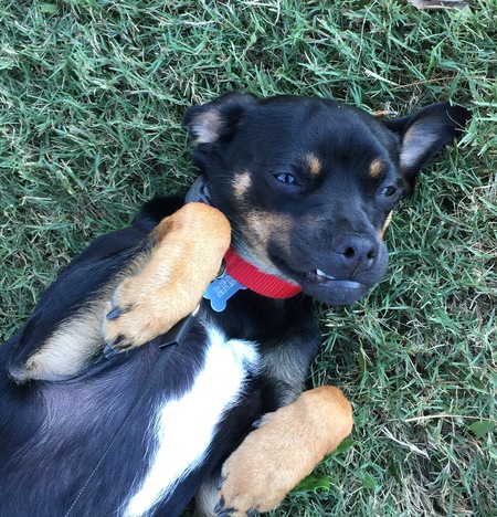 Entry image for Zeke. Clicking this image will show a larger photo