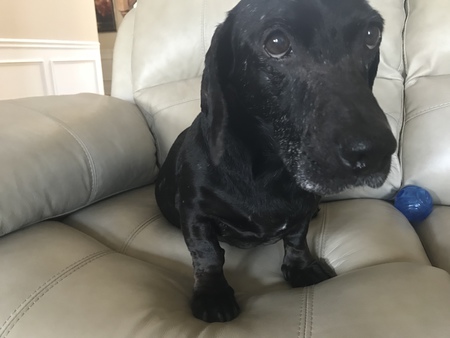 Entry image for Frankie . Clicking this image will show a larger photo