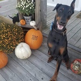 Entry image for Zeus