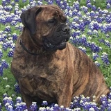 Entry image for Sasha