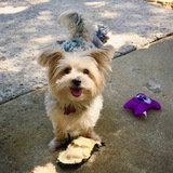 Entry image for Benji 