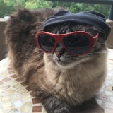 Entry image for Rocky The Cool Cat