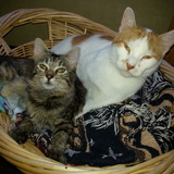 Entry image for Sunny and Mimi