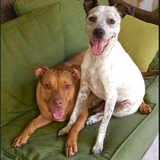 Entry image for Dani (brown) and Alice (gray)