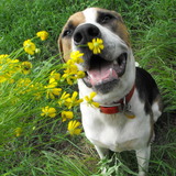 Entry image for EZ PUPPY