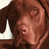 Entry image for Lindt