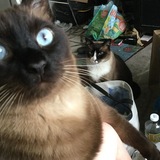 Entry image for Bok Choy and Mogwai