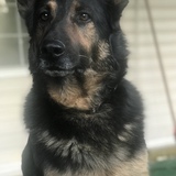 Entry image for Rocco