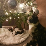 Entry image for Kitty