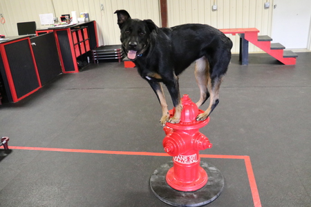 Entry image for Piper. Clicking this image will show a larger photo
