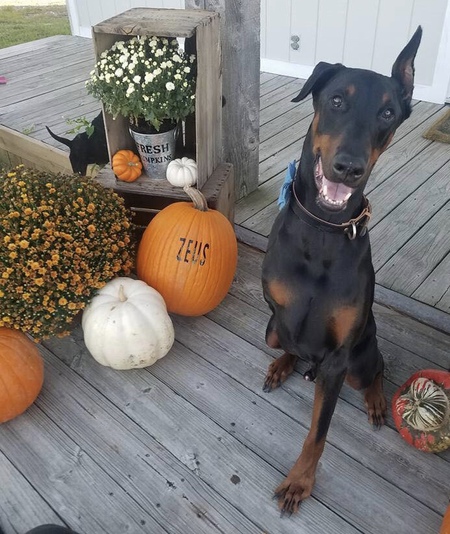 Entry image for Zeus. Clicking this image will show a larger photo