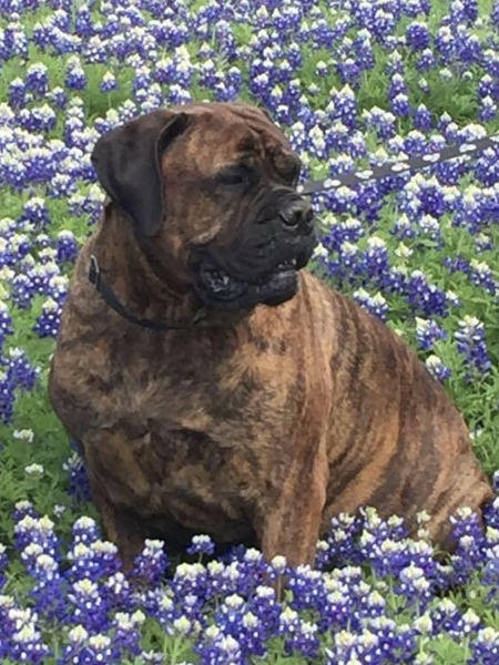 Entry image for Sasha. Clicking this image will show a larger photo