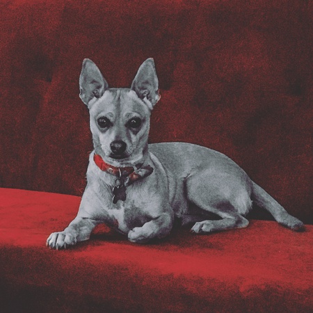 Entry image for Ruby. Clicking this image will show a larger photo
