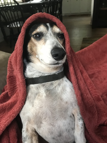Entry image for Homer aka “Homie”. Clicking this image will show a larger photo