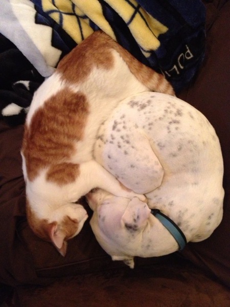 Entry image for Jane and Skittles. Clicking this image will show a larger photo