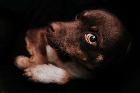 Entry image for Zander . Clicking this image will show a larger photo