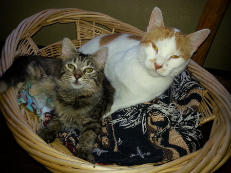 Entry image for Sunny and Mimi. Clicking this image will show a larger photo