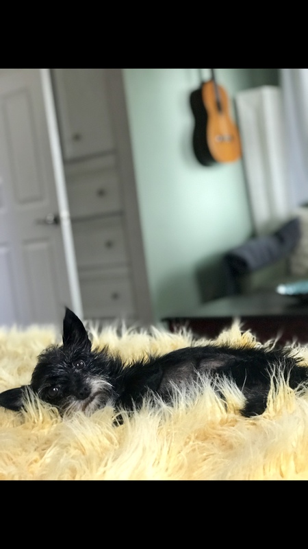 Entry image for Poppy. Clicking this image will show a larger photo