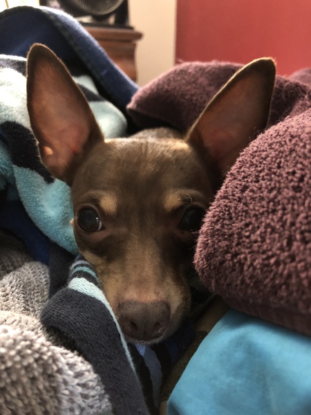 Entry image for Milo. Clicking this image will show a larger photo