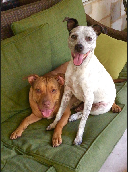 Entry image for Dani (brown) and Alice (gray). Clicking this image will show a larger photo
