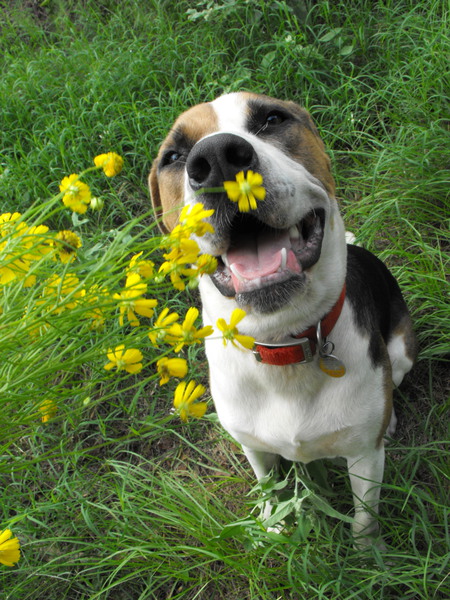Entry image for EZ PUPPY. Clicking this image will show a larger photo