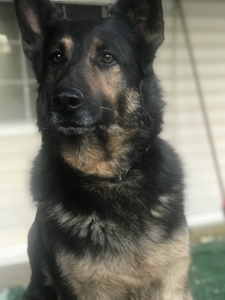 Entry image for Rocco. Clicking this image will show a larger photo