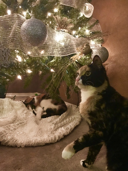 Entry image for Kitty. Clicking this image will show a larger photo