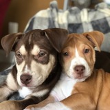 Entry image for Louie and Stella