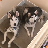 Entry image for Mag and Bella
