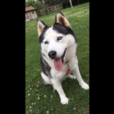 Entry image for Zoey