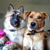 Entry image for Callie & Flynn