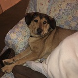 Entry image for Buddy