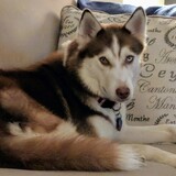 Entry image for Nala