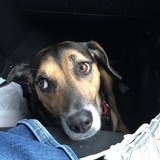 Entry image for Lucy 
